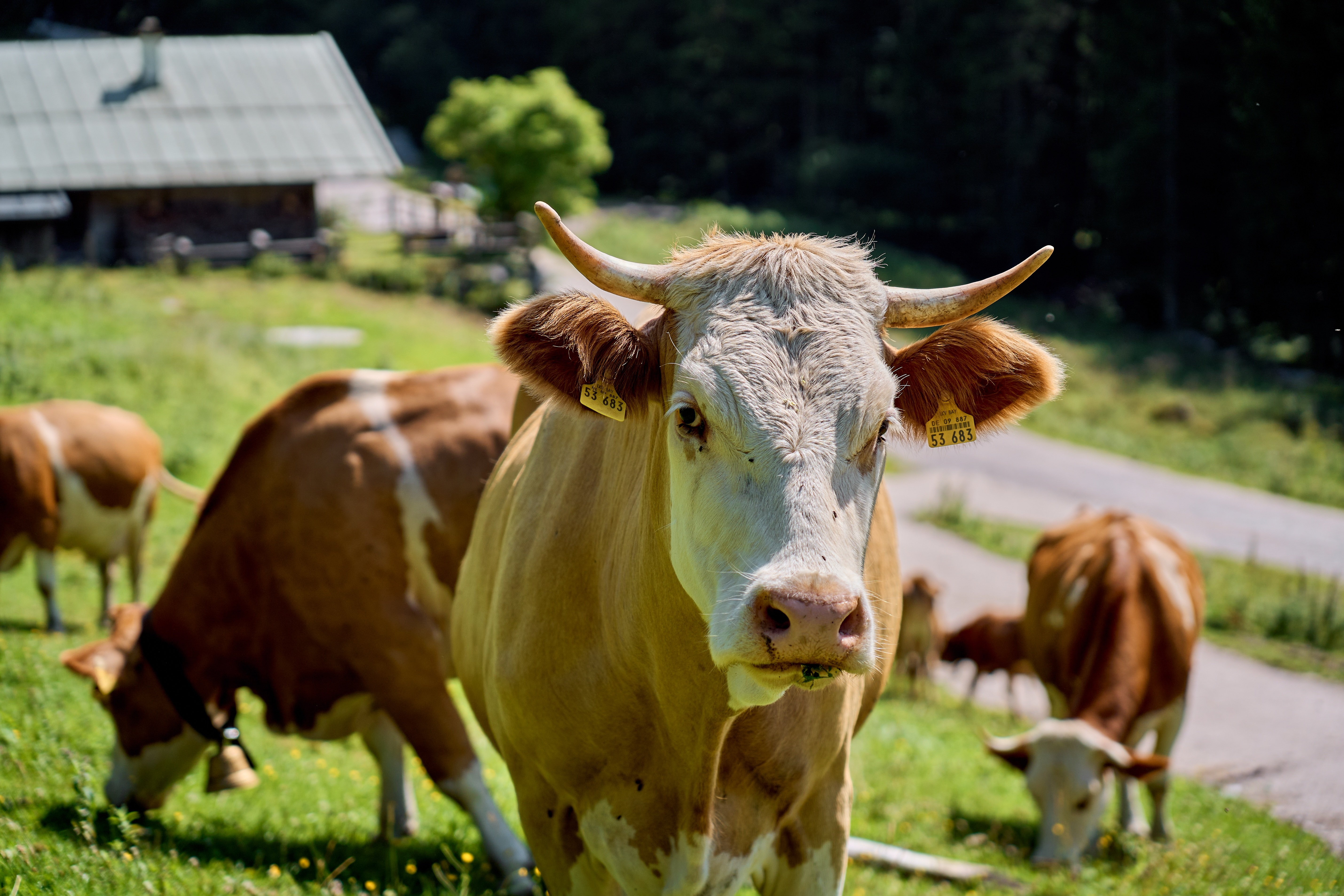 https://radiochablais.ch/images/2026/05/18/vaches laitieres.jpg